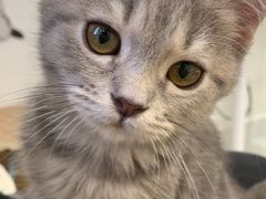 -楼上猫咖(罗湖店)