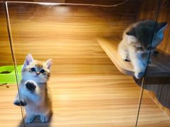 -猫十亿·布偶金渐层·曼基康矮脚猫舍(青年路店)