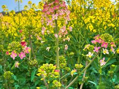 -中国天府农业博览园