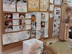 -滚猫咖啡·猫咖·猫友好撸猫(未来城店)