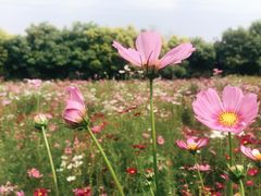 -广东花都香草世界旅游度假区