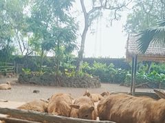 -海南热带野生动植物园