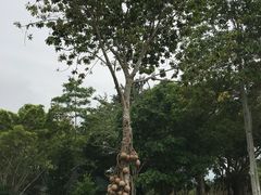 -东芭乐园