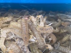 -港畔赶海蒸汽海鲜烧烤自助(仙螺岛店)