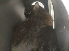 -美联众合动物医院·24h转诊中心