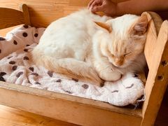 -猫小院猫主题咖啡厅(北锣店)