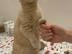 -东方名猫馆·英短金渐层布偶猫舍(环线广场1号楼店)