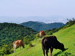 -大姆山草场