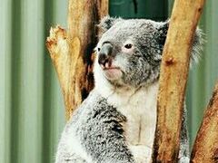 -费瑟代尔野生动物园