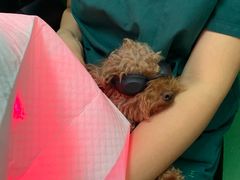 -利又安动物医院··老年病·猫科犬科·中兽医