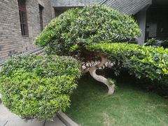 -莲花山公园