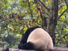 -都江堰中华大熊猫苑