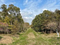 -上海海湾国家森林公园