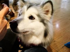 -Husky Go! 哈士奇体验馆·宠物咖啡厅狗咖