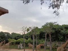 -深圳野生动物园