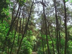 -铁山坪森林公园