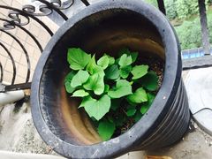 -小清花粥铺(青年南街店)