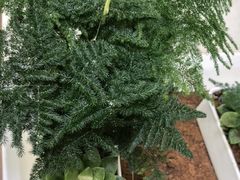 -花锦堂·隐庐