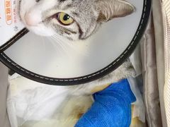 -博特宠物医院24h犬猫全科.骨科·异宠