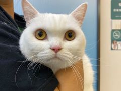 -伟伟宠物医院·瑞派猫友好医院·猫科(光谷店)