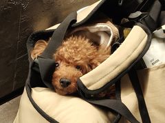 -旺顺阁·北京菜(大望路店)