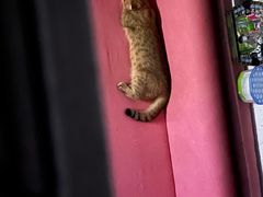 -荔康动物医院(康王北路店)