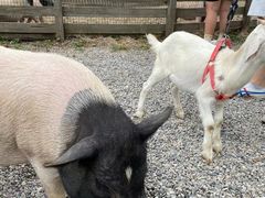 -前小桔亲子创意农场·草莓采摘·露营烧烤