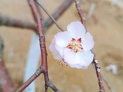 -桃花堤公园