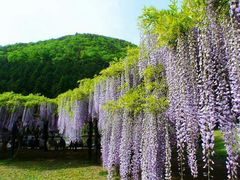 -金鸡湖桃花岛