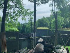 -都江堰中华大熊猫苑