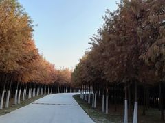 -合肥滨湖国家森林公园