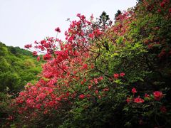 -木兰云雾山