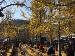 -千年银杏谷文化旅游区