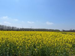 -上海都市菜园