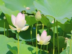 -莲花池公园