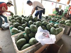 -庞各庄翠芳园西瓜蔬菜基地采摘园