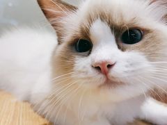 -Pets First伊珊娜洗护·精致美容·家庭式寄养(新会路店)