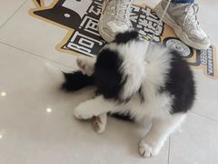 -瑞鹏宠物医院