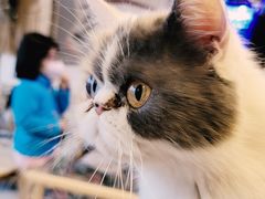 -平行世界·猫咖(首经贸店)