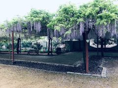-嘉定紫藤园