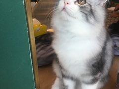 -飞行喵MR PILOT|猫舍·猫咖(静安大融城店)