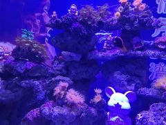 -烟台海昌鲸鲨海洋公园