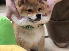 -逗柴咖啡屋·狗咖猫咖宠物桌游