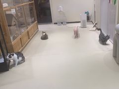 -藏猫猫咖啡主题馆(中央大道店)