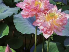 -广州莲花山旅游区