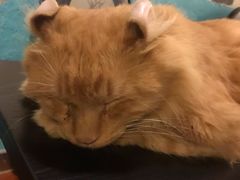 -猫小院猫主题咖啡厅(北锣店)