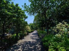 -小洲村