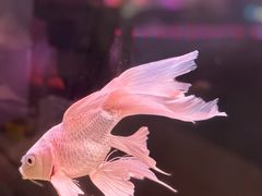-金科花卉市场