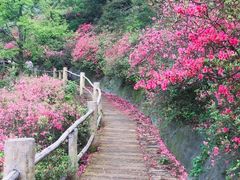 -木兰云雾山