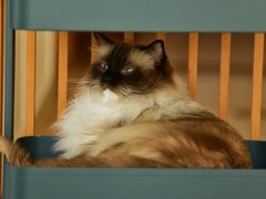 -Catmate·猫肥家润(金润铂宫店)